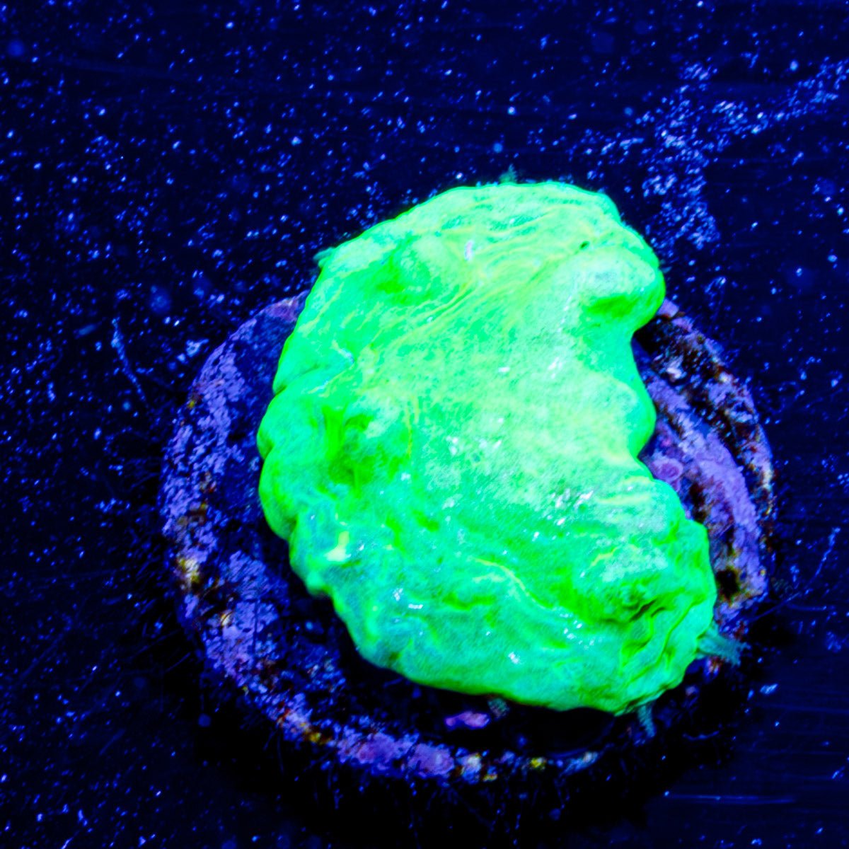 Neon Green Cabbage Leather - riptide aquaculture llc