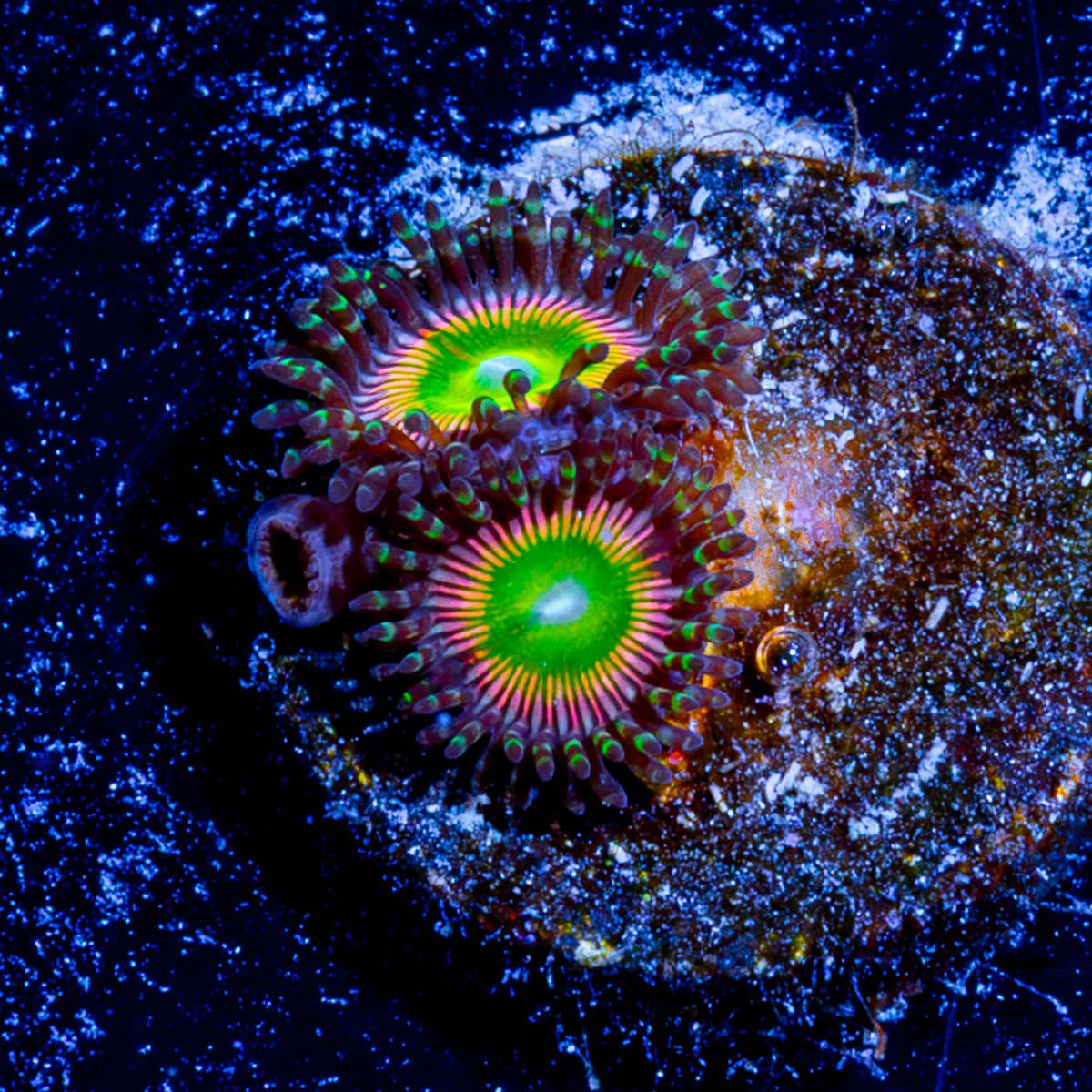 Peach Tea Zoanthid 