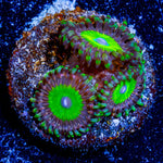 Candy Apple Green Zoanthid - riptide aquaculture llc