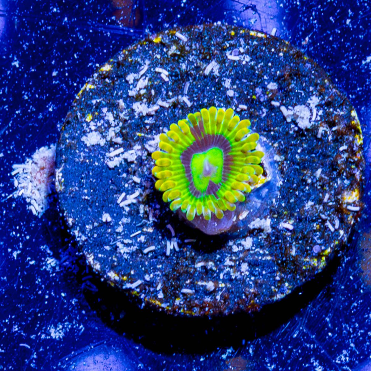 Rainbow Yoda Zoanthid