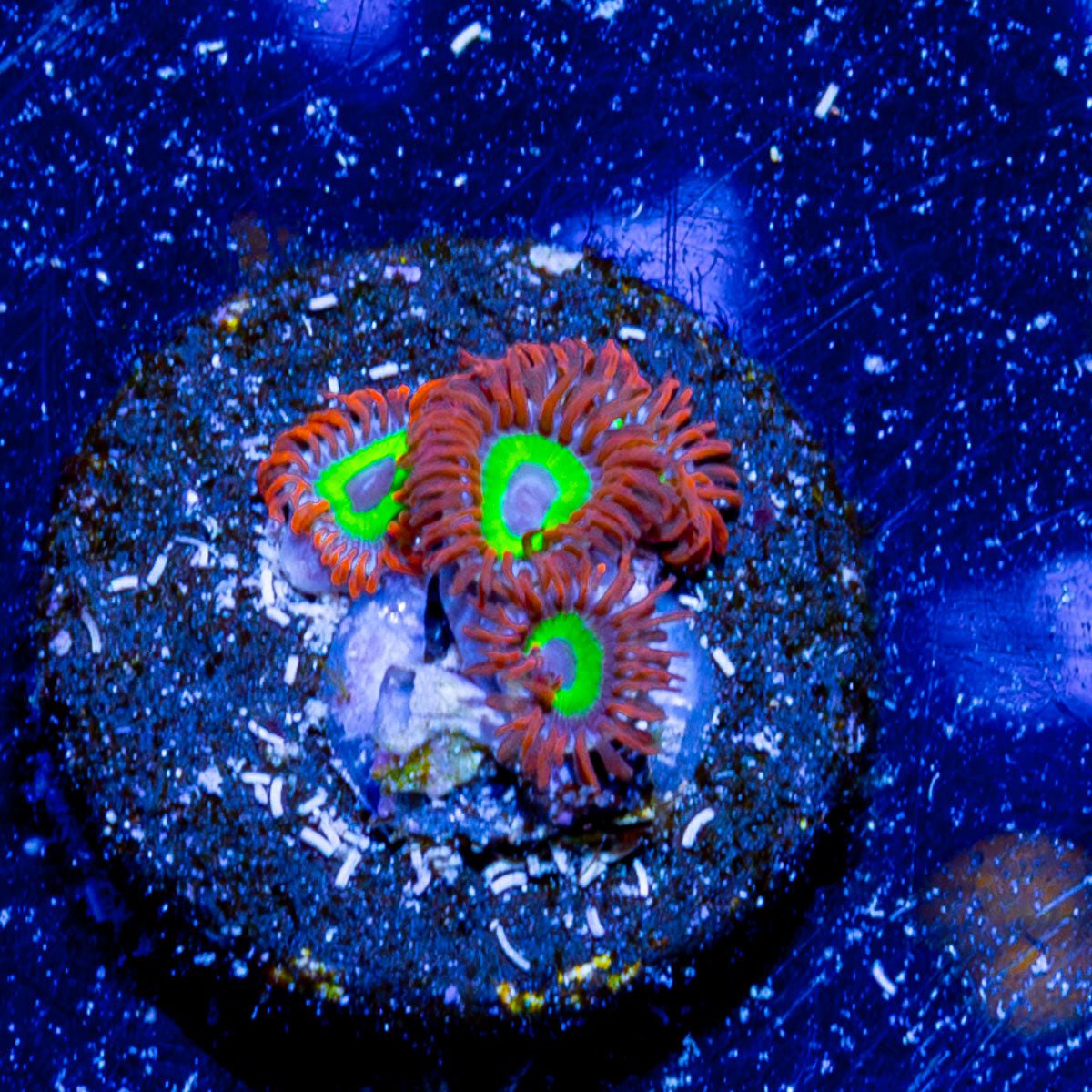 Emeralds on Fire Zoanthid - riptide aquaculture llc