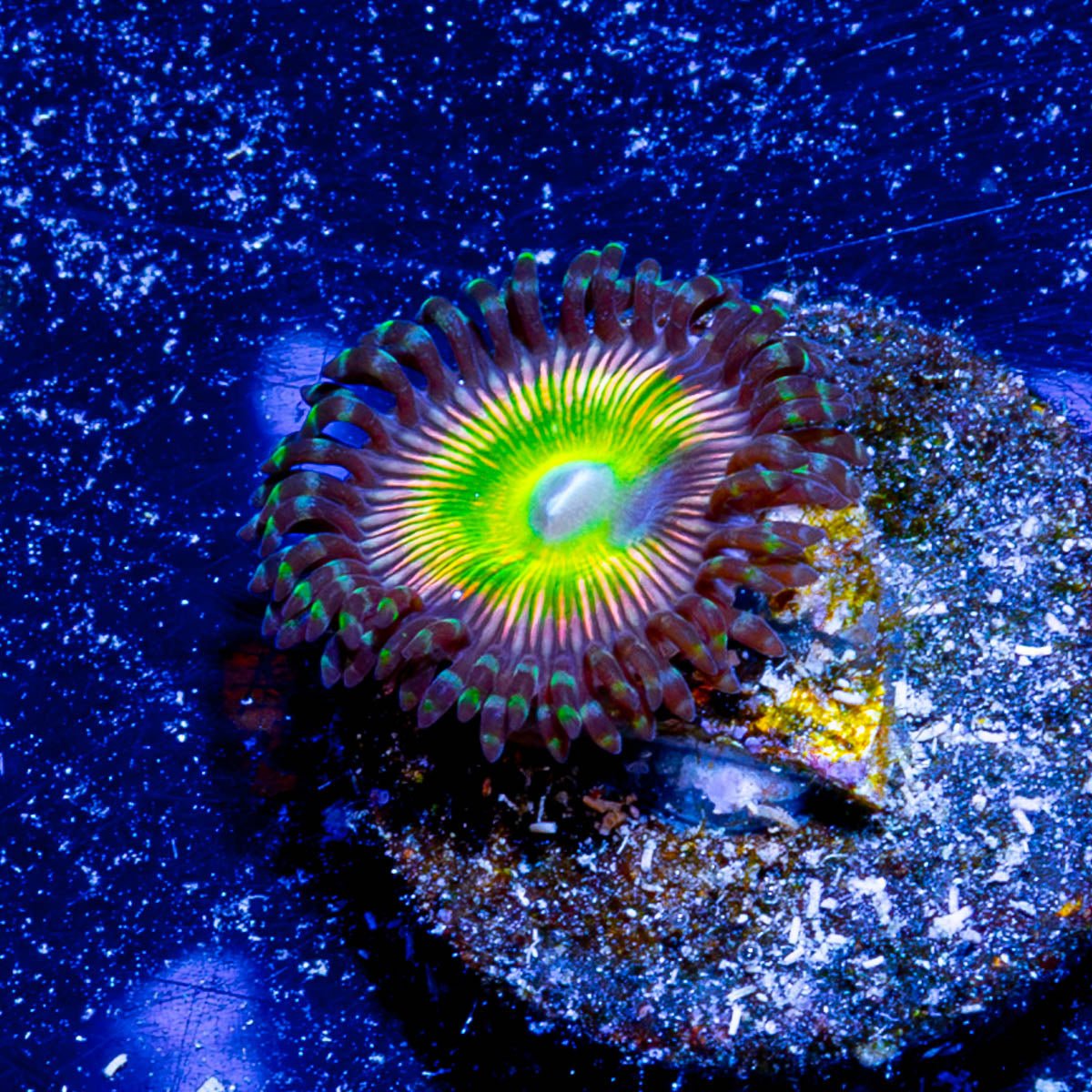 Peach Tea Zoanthid - riptide aquaculture llc