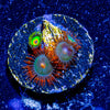 Rasta and Gatorade Zoanthid - riptide aquaculture llc