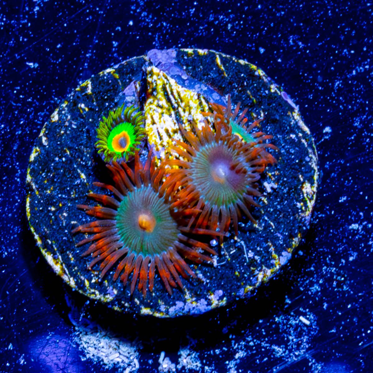 Rasta and Gatorade Zoanthid 