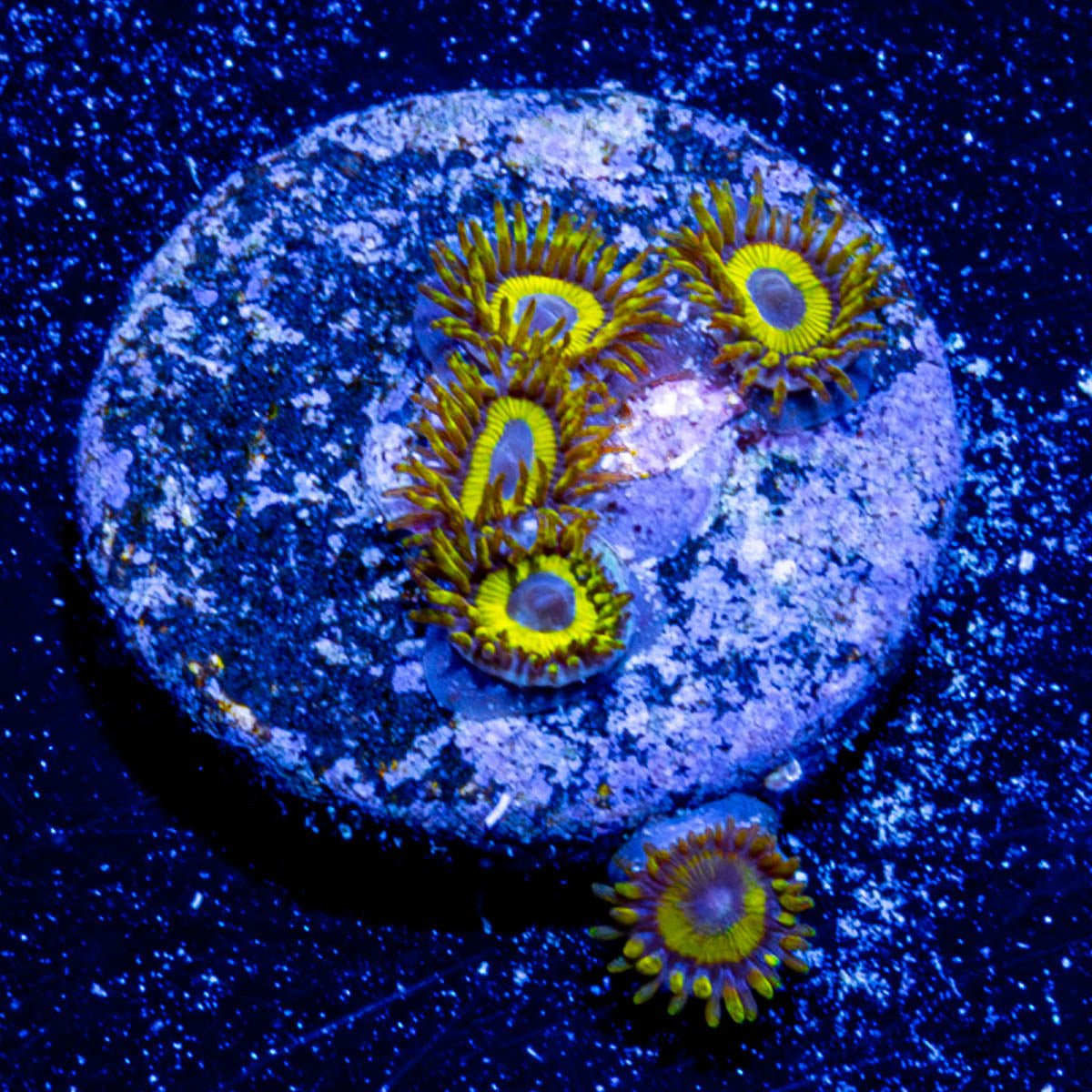 LA Laker Zoanthid - riptide aquaculture llc