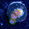 Blue Jay Zoanthid - riptide aquaculture llc