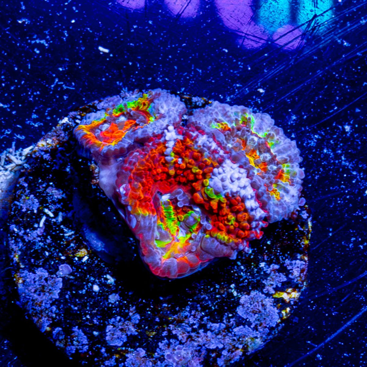 Kaleidoscope Acan Micromussa 