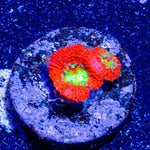 Bulls Eye Acan Micromussa - riptide aquaculture llc