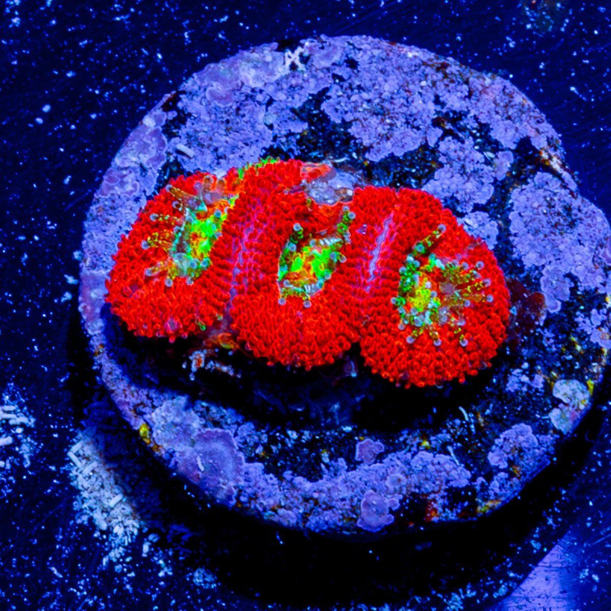 Bulls Eye Acan Micromussa - riptide aquaculture llc