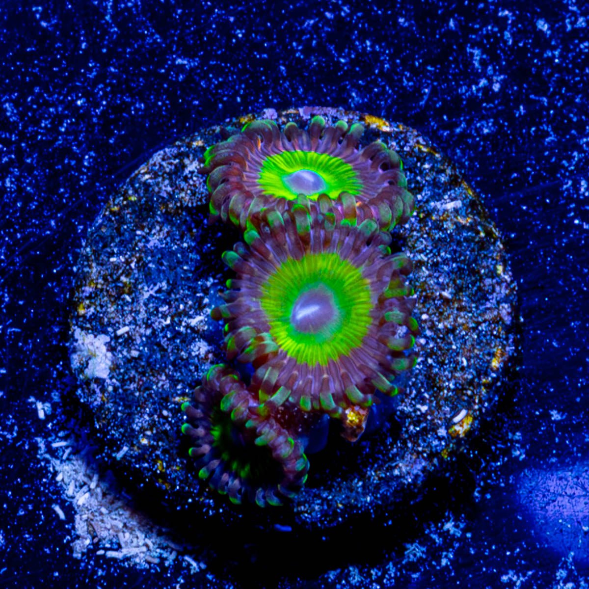 Candy Apple Green Zoanthid 