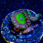 Candy Apple Green Zoanthid - riptide aquaculture llc