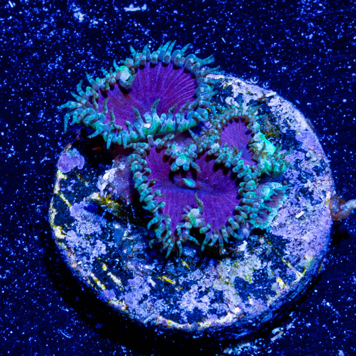 Purple Death Zoanthid 