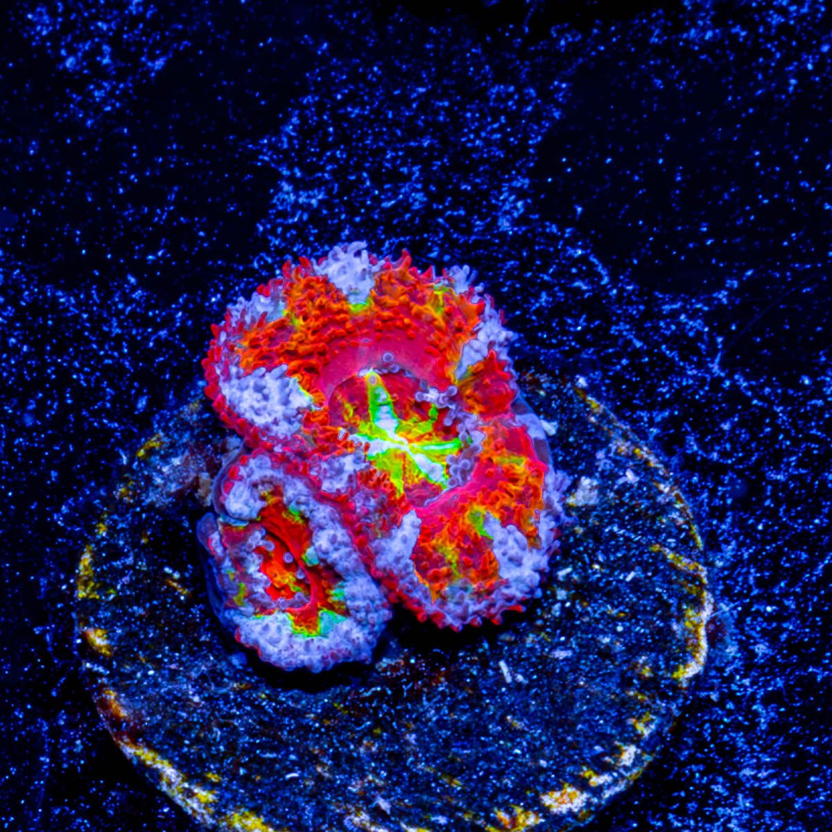 Kaleidoscope Acan Micromussa 