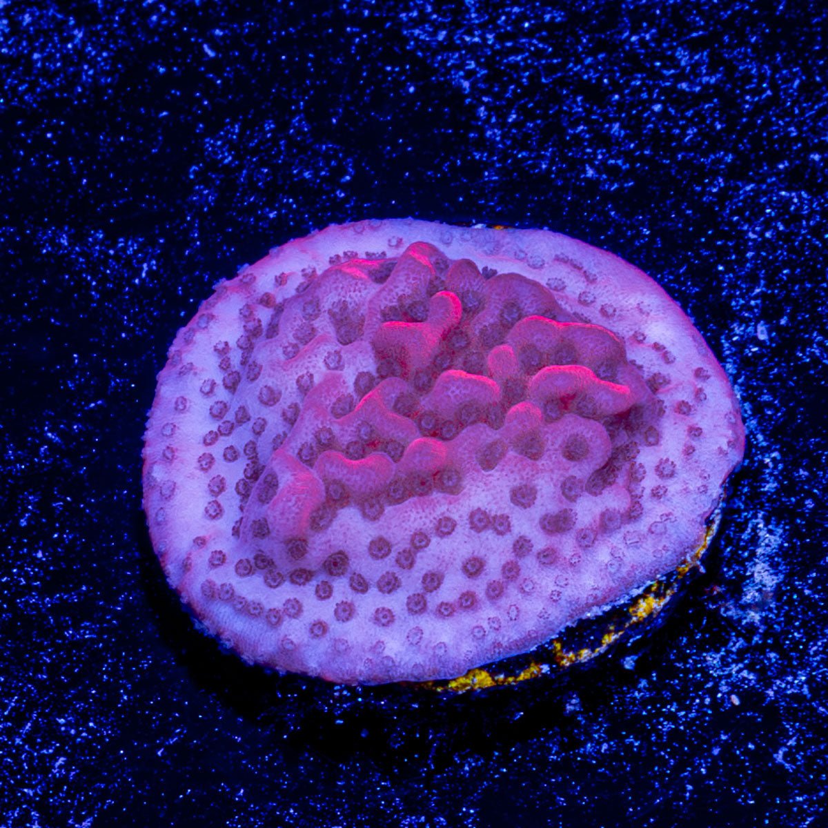 Cherry Tree Montipora - riptide aquaculture llc