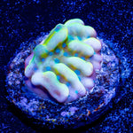 Beach Bum Montipora - riptide aquaculture llc