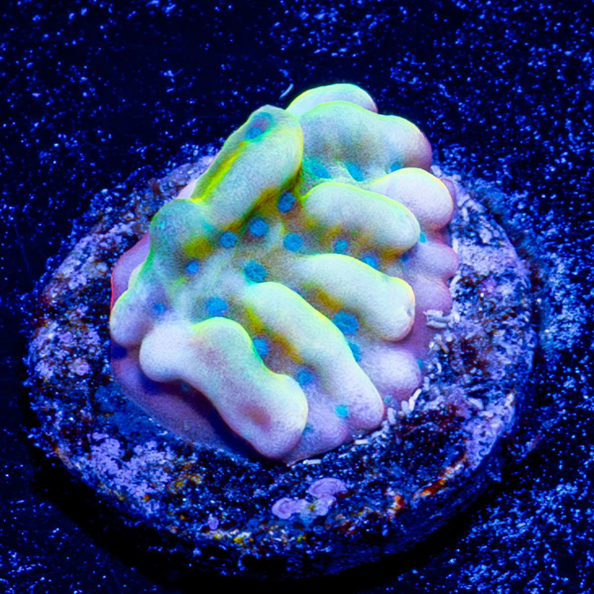 Beach Bum Montipora 