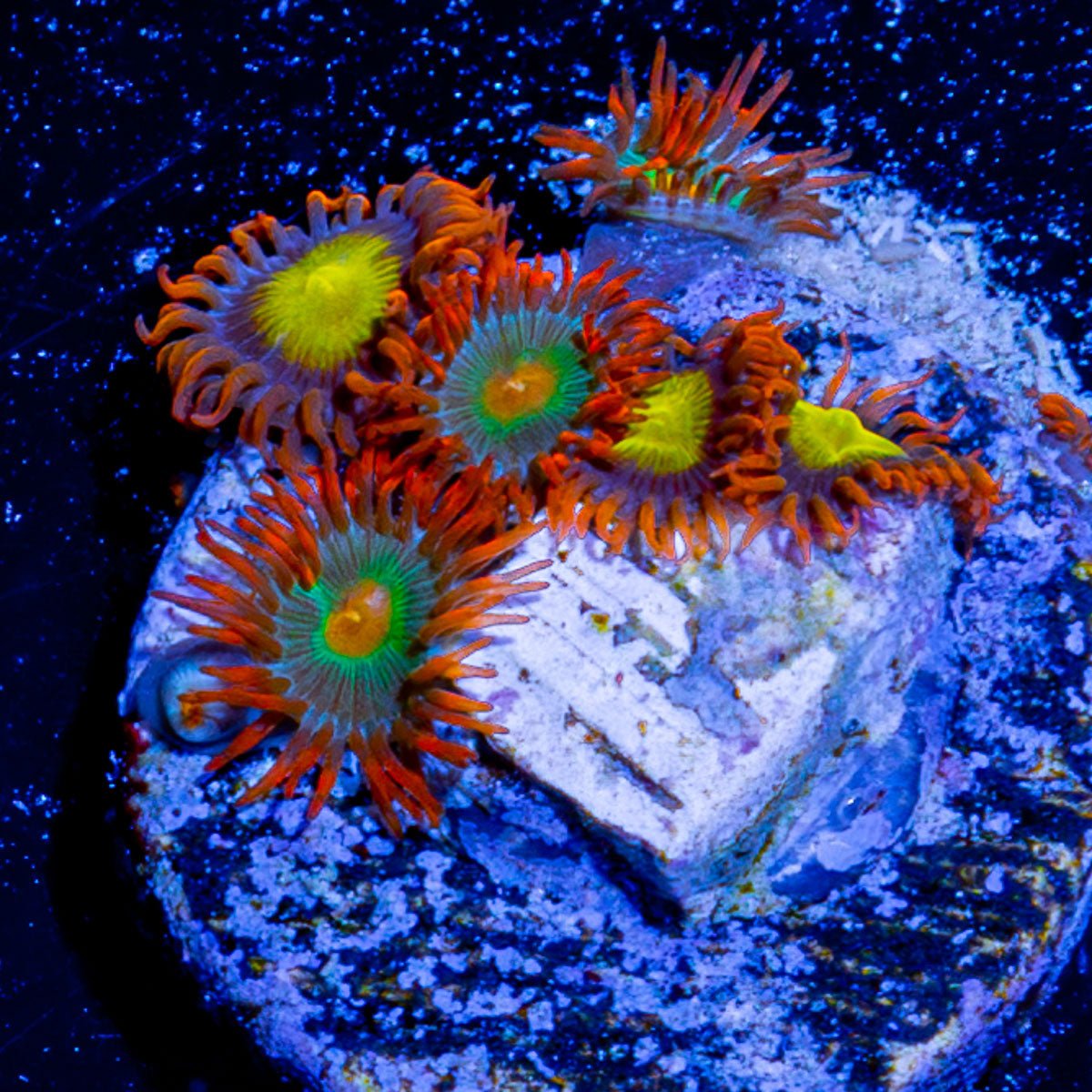 Gatorade and Madhuri Zoanthid - riptide aquaculture llc