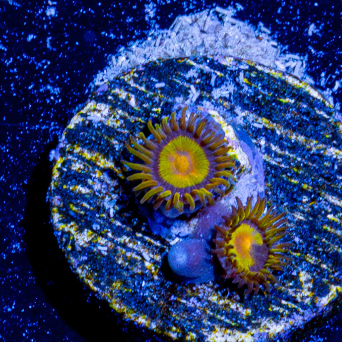 Tutti Frutti Zoanthid - riptide aquaculture llc