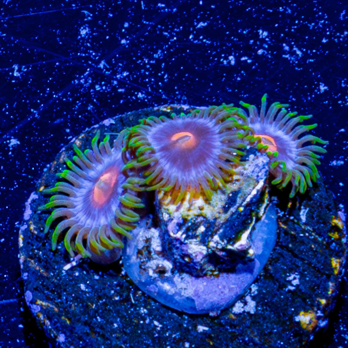 Blue Jay Zoanthid - riptide aquaculture llc