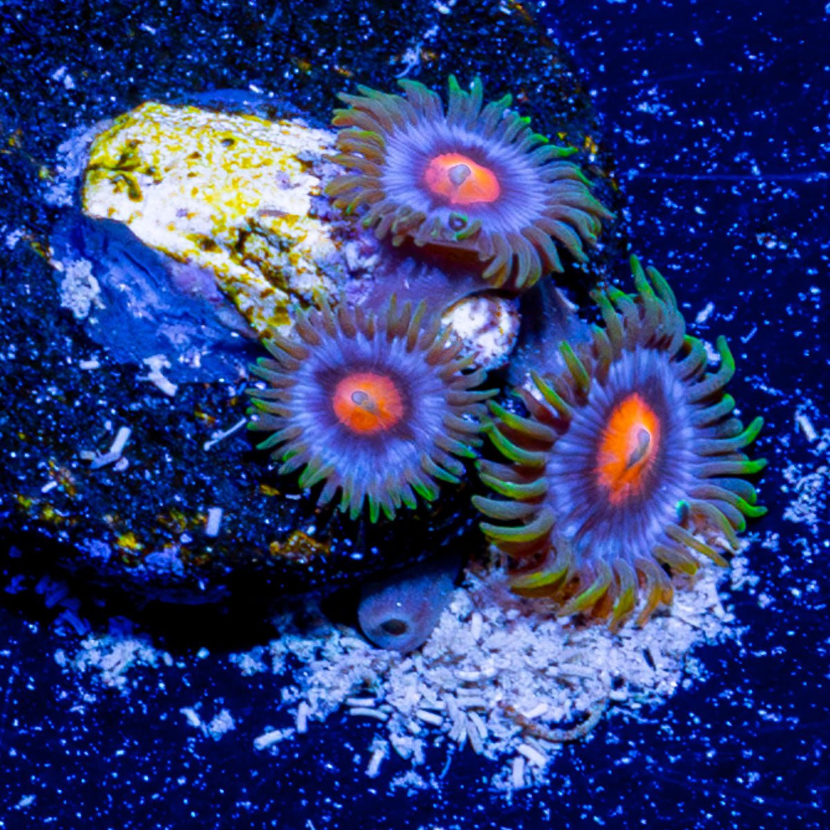 Blue Jay Zoanthid 