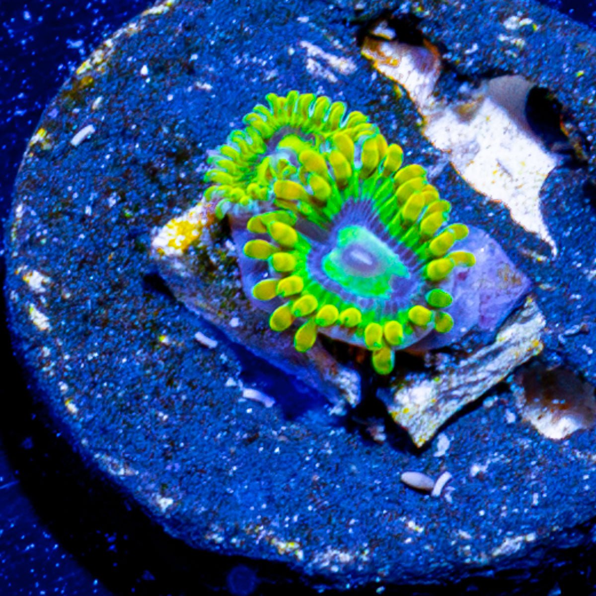 Rainbow Yoda Zoanthid 