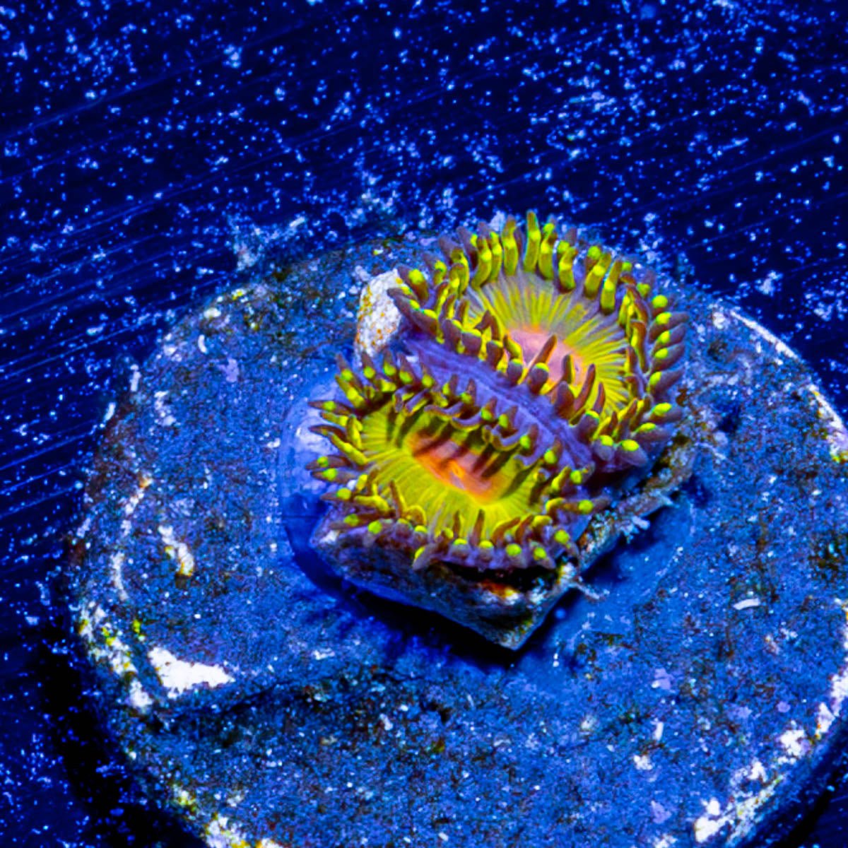 Tutti Frutti Zoanthid 