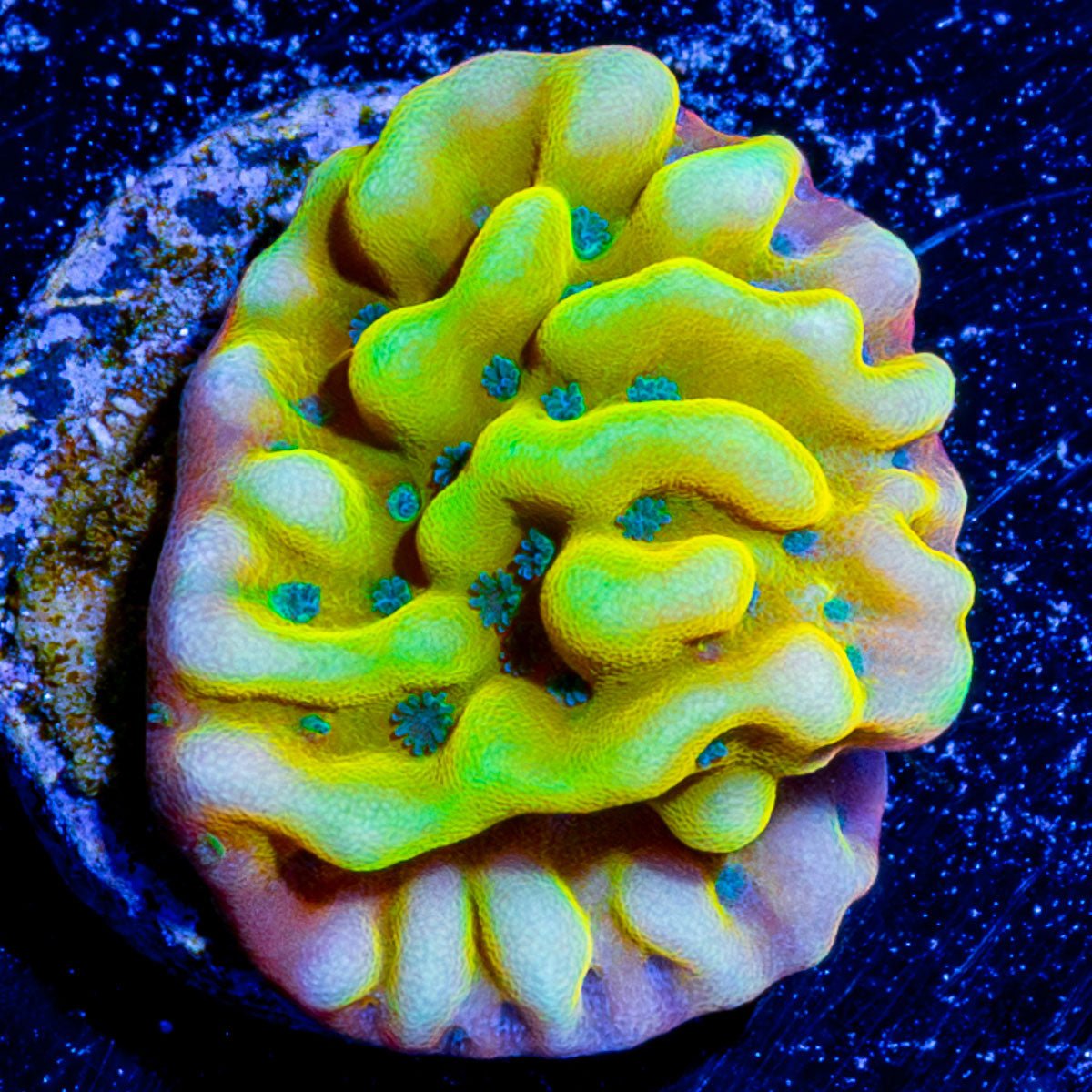 Beach Bum Montipora 