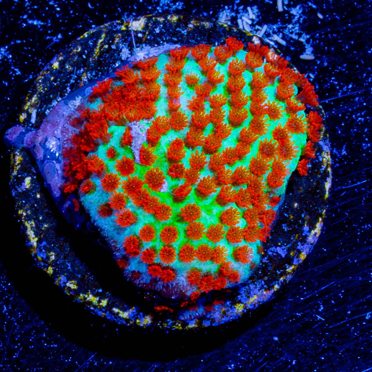 TSA Chili Pepper Montipora - riptide aquaculture llc