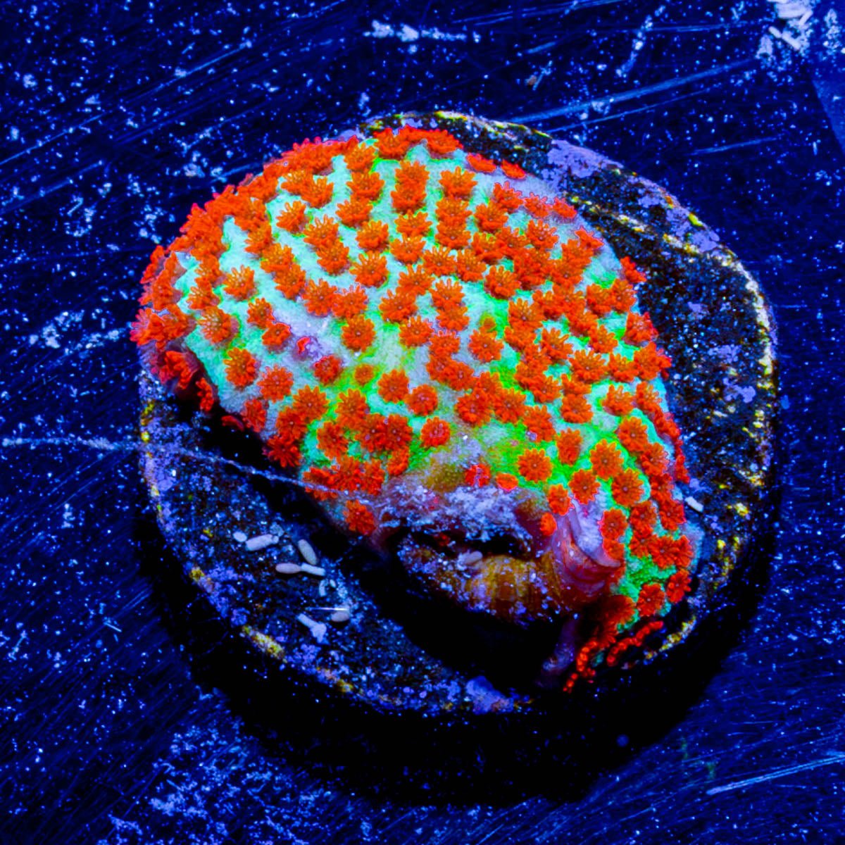 TSA Chili Pepper Montipora