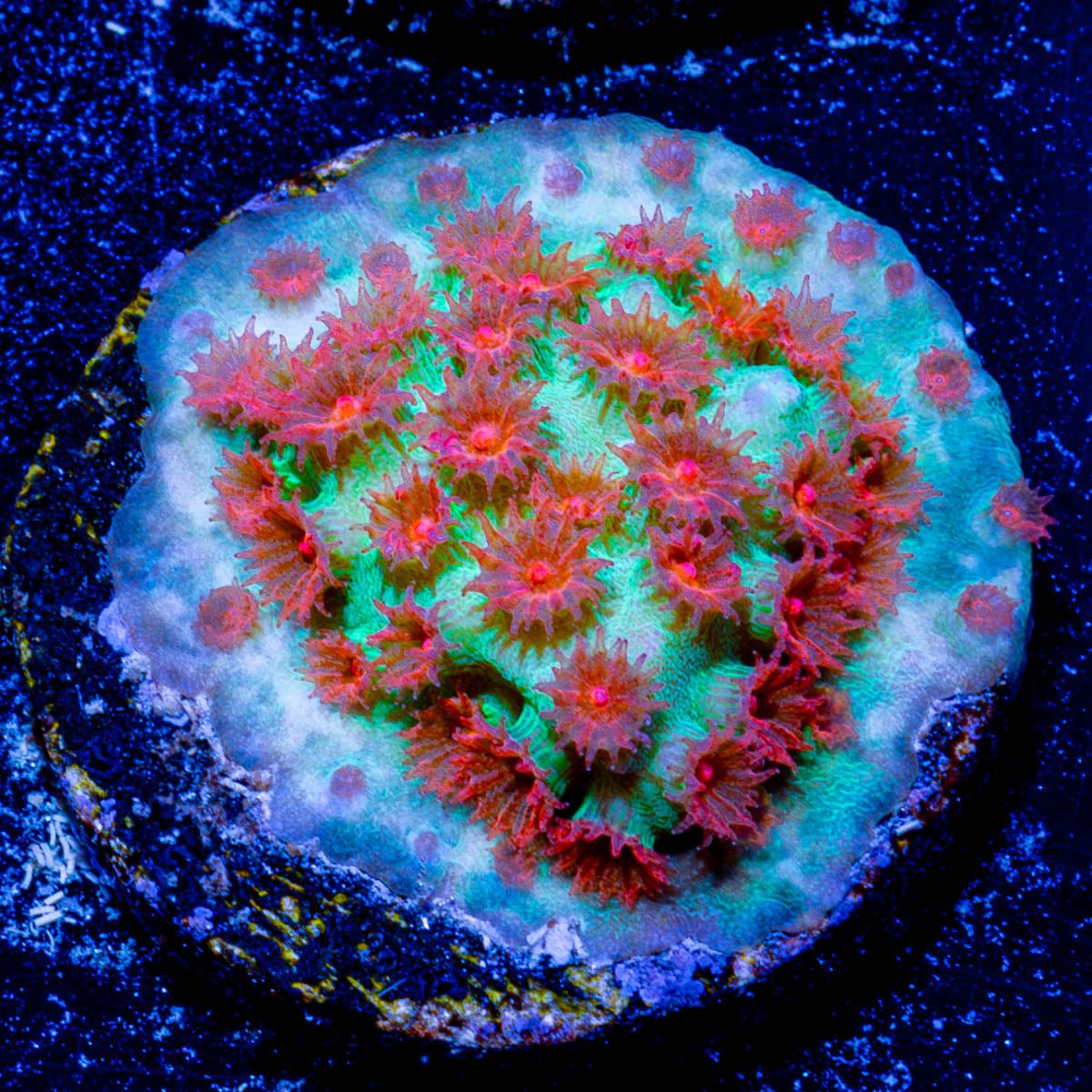 Meteor Shower Cyphastrea 