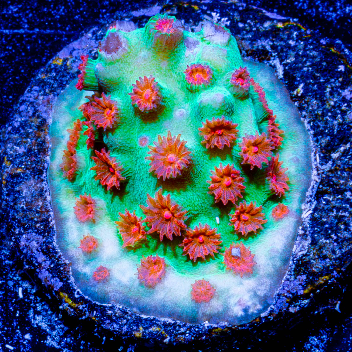 Meteor Shower Cyphastrea - riptide aquaculture llc