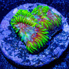 Hypnotic Favia - riptide aquaculture llc