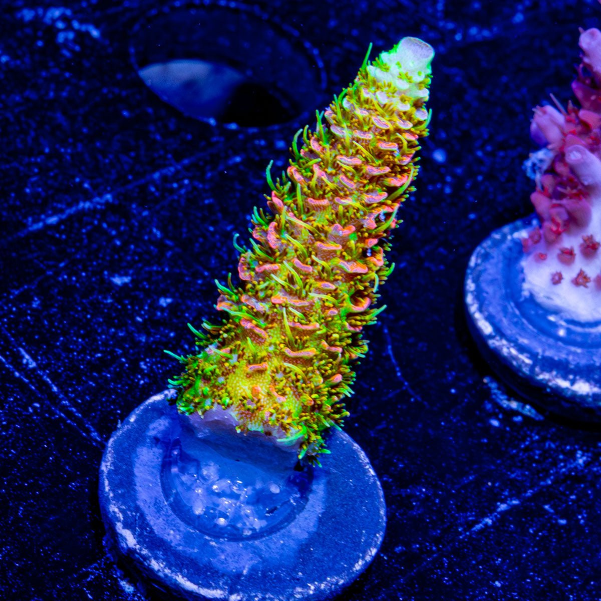 RMF Acid Trip Millepora - riptide aquaculture llc