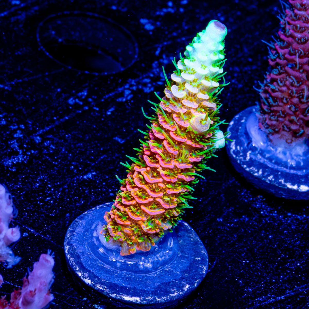 RMF Acid Trip Millepora 