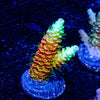 RMF Acid Trip Millepora - riptide aquaculture llc