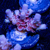 Cherry Bomb Acropora - riptide aquaculture llc