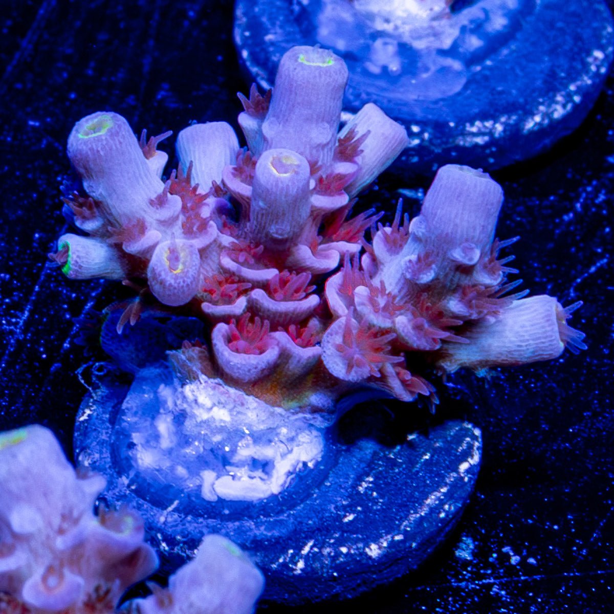 Cherry Bomb Acropora 