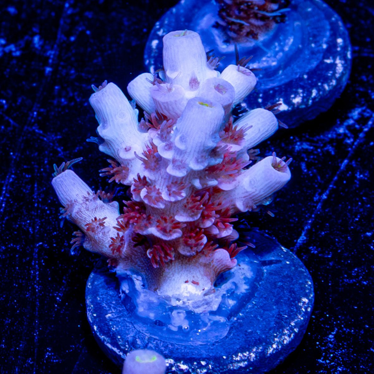 Cherry Bomb Acropora - riptide aquaculture llc