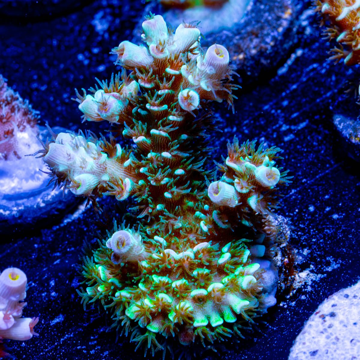 Oscar The Grouch Acropora - riptide aquaculture llc