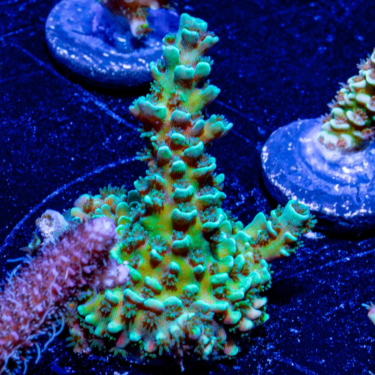 Oscar The Grouch Acropora 