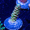 Oscar The Grouch Acropora - riptide aquaculture llc