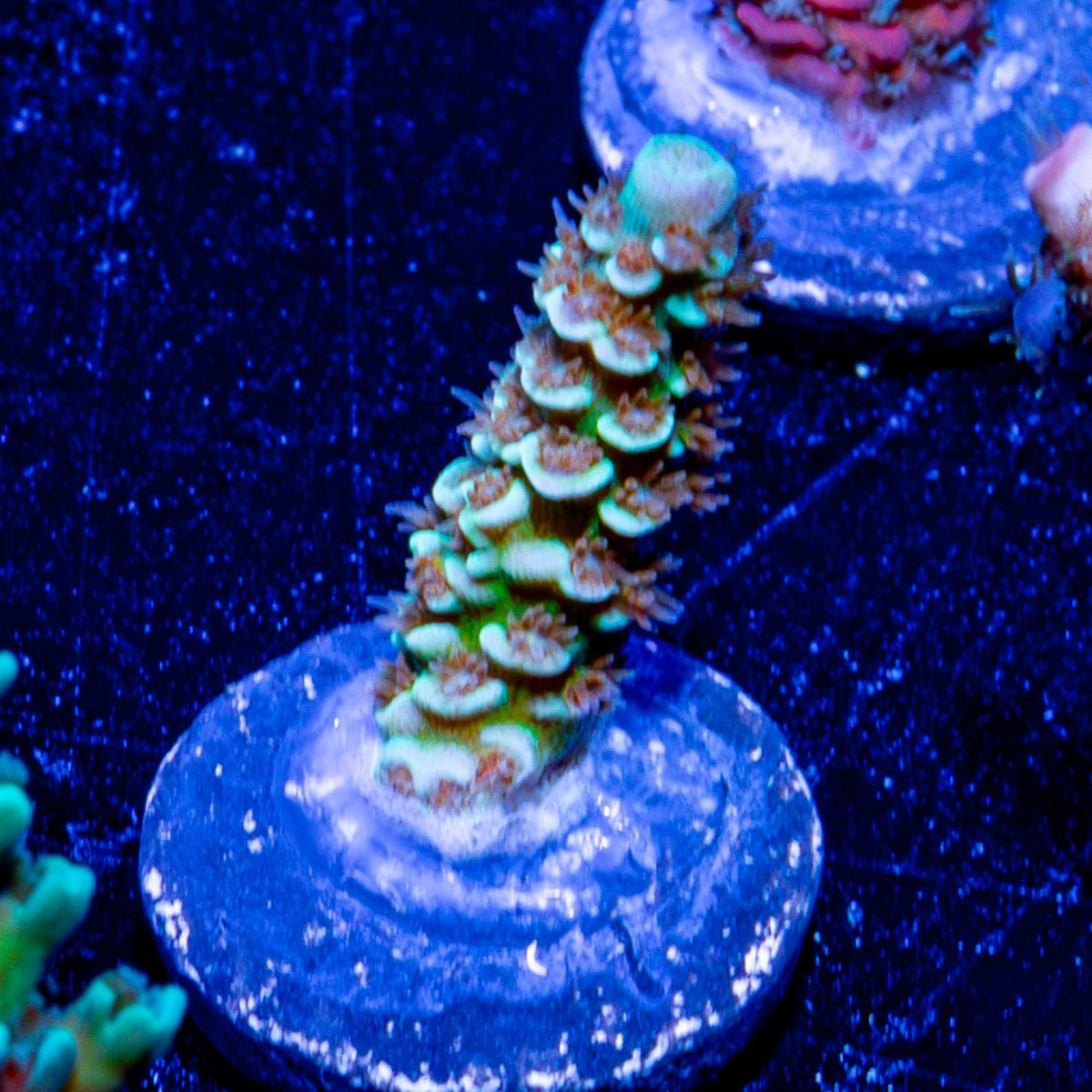 Oscar The Grouch Acropora 