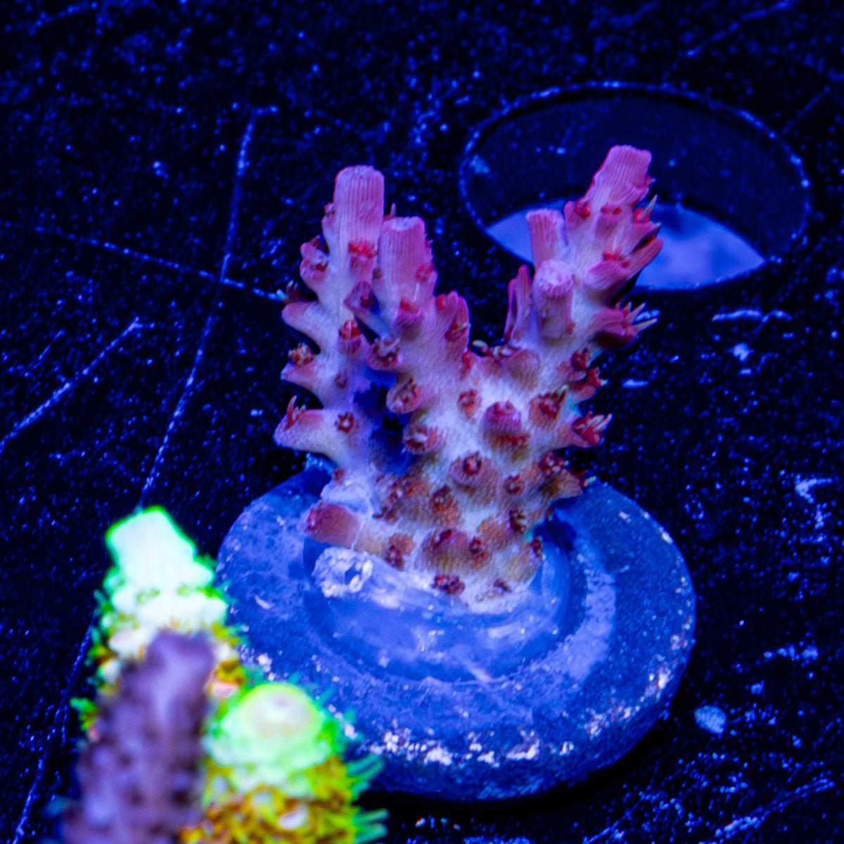 Pinky The Bear Acropora - riptide aquaculture llc