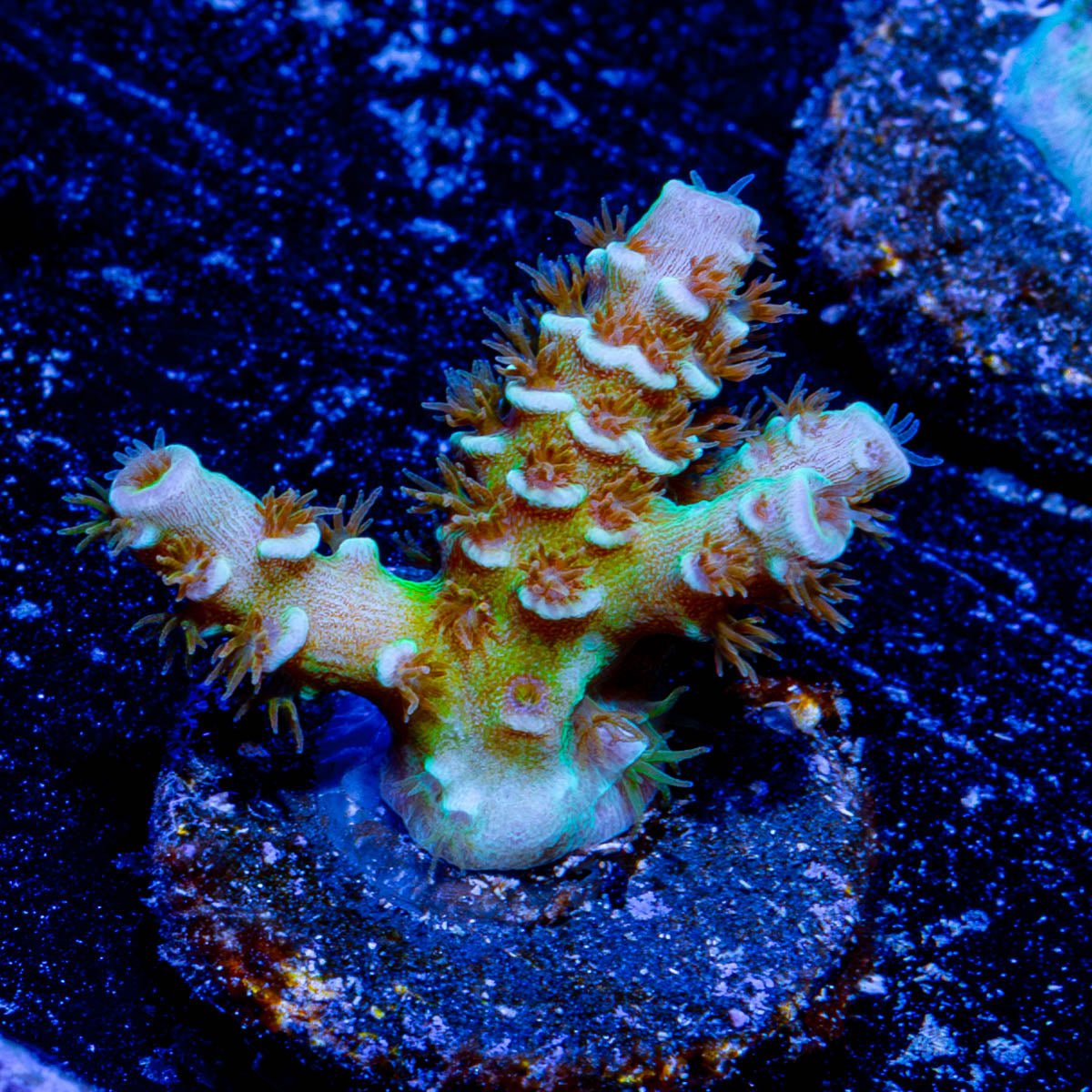 Chevron Acropora