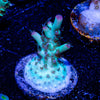 Yoda Acropora - riptide aquaculture llc