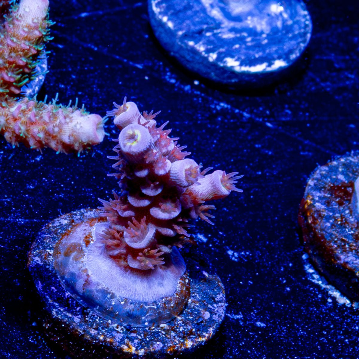 Globe Master Acropora - riptide aquaculture llc