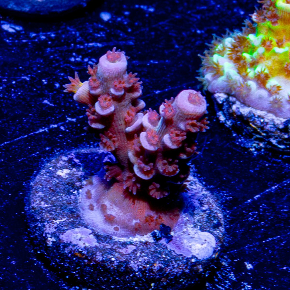 Globe Master Acropora - riptide aquaculture llc