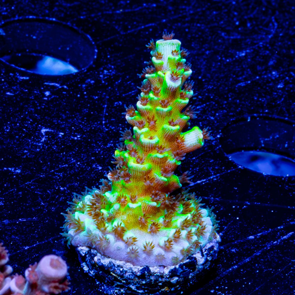 Robot Santa Acropora 