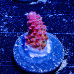 Princess Peach Acropora - riptide aquaculture llc