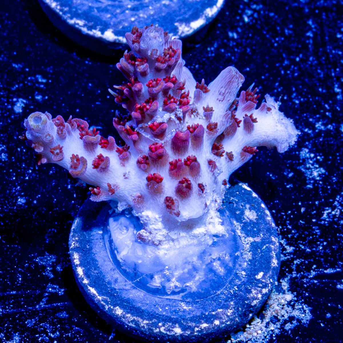 Night Fury Acropora 